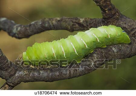 Picture - north carolina, united states of america; polyphemus moth caterpillar (antheraea polyphemus) crawling on a tree limb. Fotosearch
