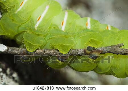 Stock Image - north carolina, united states of america; polyphemus moth caterpillar (antheraea polyphemus) clinging to a stick. Fotosearch