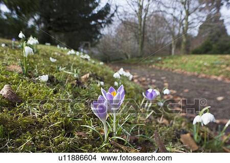 Picture - purple crocuses growing beside a path. Fotosearch