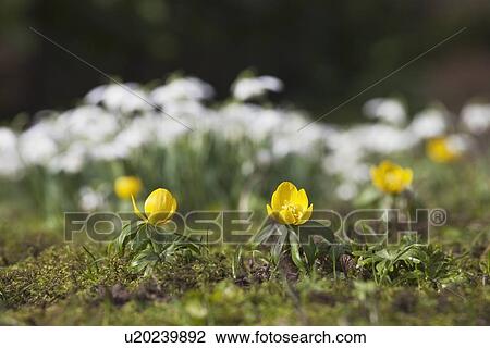Stock Image - small yellow flowers. Fotosearch