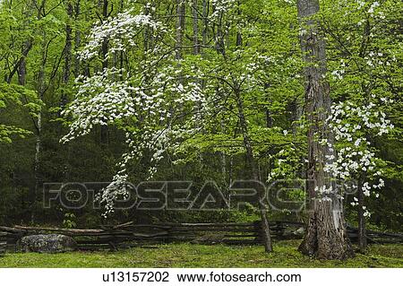tennessee, united states of america; flowering dogwoods (cornus florida (l. ) in the forest with a fence in the great smoky mountains national park View Large Photo Image Stock Image - tennessee, united states of america; flowering dogwoods (cornus florida (l. ) in the forest with a fence in the great smoky mountains national park. Fotosearch