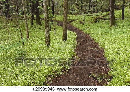 tennessee, united states of america; white fringed phacelia (phacelia fimbriata) wildflowers fills the forest along the porter's creek trail in the great smoky mountains national park View Large Photo Image Stock Image - tennessee, united states of america; white fringed phacelia (phacelia fimbriata) wildflowers fills the forest along the porter's creek trail in the great smoky mountains national park. Fotosearch
