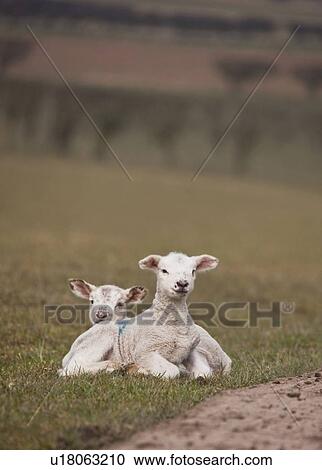 two lambs laying on the grass View Large Photo Image Stock Image - two lambs laying on the grass. Fotosearch