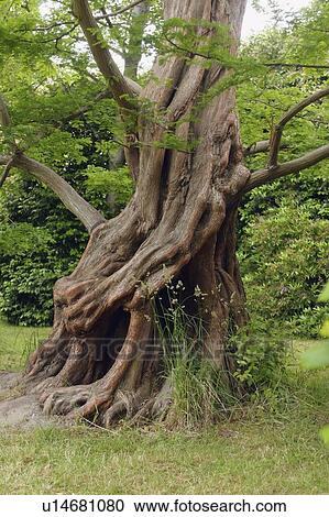 victoria, british columbia, canada; an old tree trunk View Large Photo Image Stock Image - victoria, british columbia, canada; an old tree trunk. Fotosearch