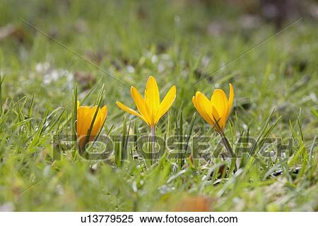 yellow flowers growing in grass View Large Photo Image Stock Photography - yellow flowers growing in grass. Fotosearch