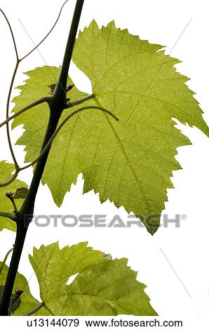 Stock Photo - a wine leaf. Fotosearch