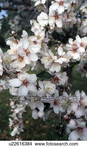 Picture - Almond blossom in January. Fotosearch