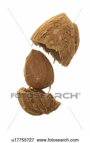 Stock Photo - Almond. Fotosearch