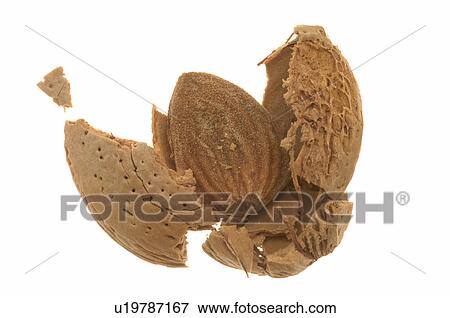 Stock Photo - Almond. Fotosearch