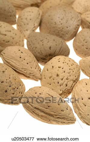 Almond View Large Photo Image Stock Photo - Almond. Fotosearch