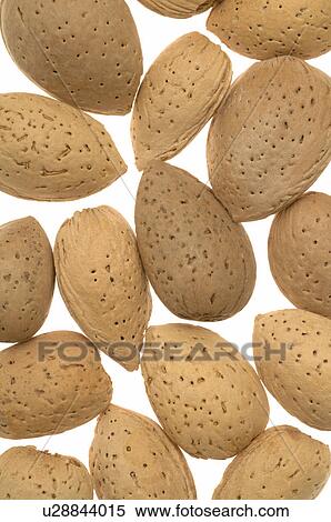 Almond View Large Photo Image Stock Photography - Almond. Fotosearch