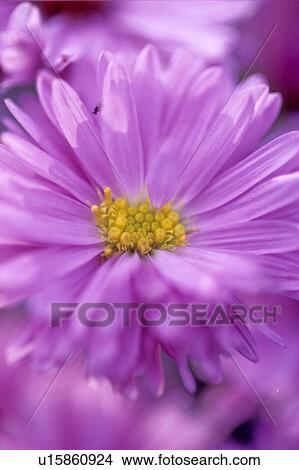 Picture - alpine aster. Fotosearch