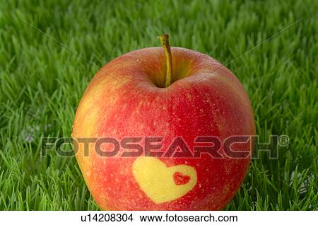 Apple with a heart pattern View Large Photo Image Picture - Apple with a heart pattern. Fotosearch