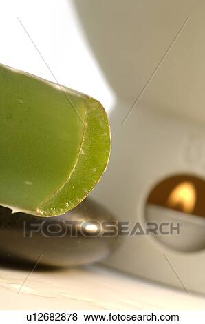 Aroma lamp and Aloe vera View Large Photo Image Stock Photo - Aroma lamp and Aloe vera. Fotosearch