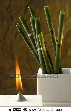 Aroma lamp and horsetail View Large Photo Image Stock Photo - Aroma lamp and horsetail. Fotosearch