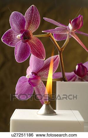 Stock Photograph - Aroma oil lamp and orchid blossoms. Fotosearch