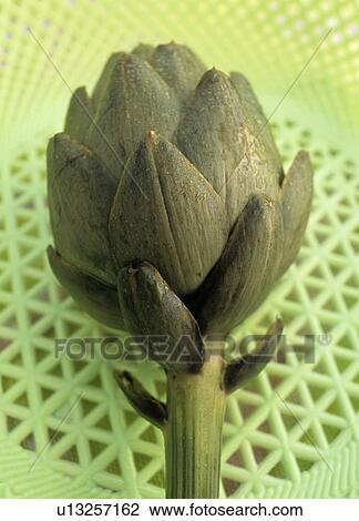 Artichoke (Cynara scolymus) View Large Photo Image Stock Image - Artichoke (Cynara scolymus). Fotosearch