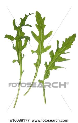 arugula View Large Photo Image Stock Photo - arugula. Fotosearch