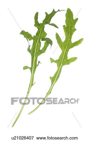 Stock Photo - arugula. Fotosearch