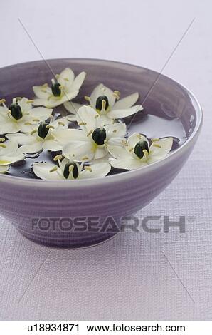 Stock Image - Bach flower remedy with Star of Bethlehem. Fotosearch