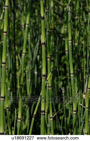 Stock Photo - Bamboo cane. Fotosearch