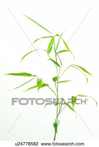 Stock Image - Bambus. Fotosearch