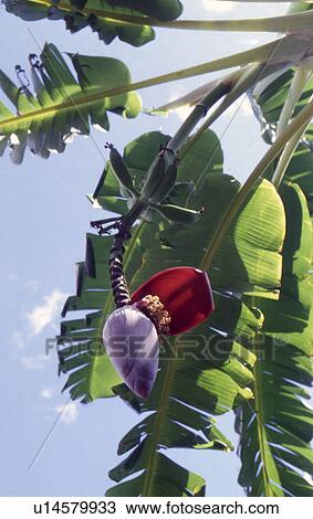 Stock Image - banana blossom. Fotosearch