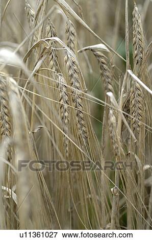 Stock Photo - Barley. Fotosearch