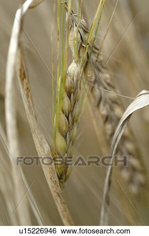 Stock Photograph - Barley. Fotosearch