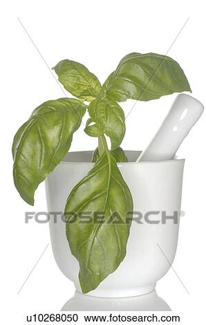 basil in glass with mortar View Large Photo Image Stock Image - basil in glass with mortar. Fotosearch