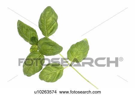 basil View Large Photo Image Picture - basil. Fotosearch