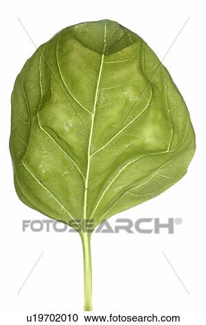 Stock Image - basil. Fotosearch