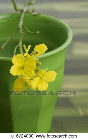Stock Image - Bittercress flower. Fotosearch