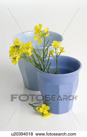 Stock Photo - Bittercress flower. Fotosearch