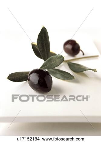 Picture - Black olives (Olea europaea). Fotosearch