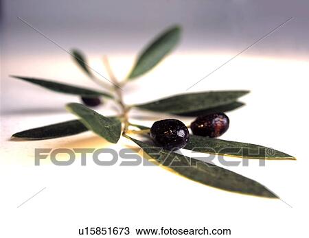 Stock Image - Black olives (Olea europaea). Fotosearch