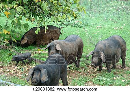 Black pigs View Large Photo Image Stock Image - Black pigs. Fotosearch