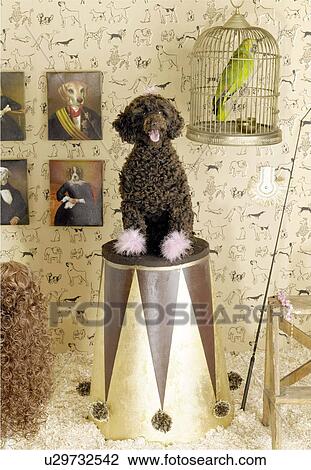 Black poodle and bird in cage View Large Photo Image Stock Image - Black poodle and bird in cage. Fotosearch