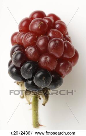 Stock Photo - Blackberry. Fotosearch