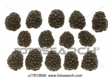 Stock Photograph - Blackberry. Fotosearch