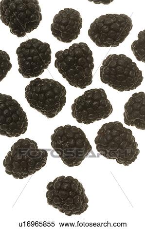 Blackberry View Large Photo Image Stock Photography - Blackberry. Fotosearch