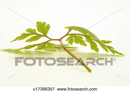 Stock Photo - Blatt. Fotosearch