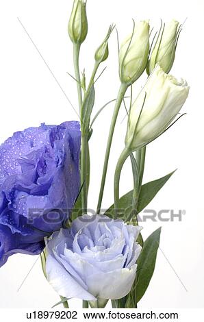 Blaue Lisianthus View Large Photo Image Stock Image - Blaue Lisianthus. Fotosearch