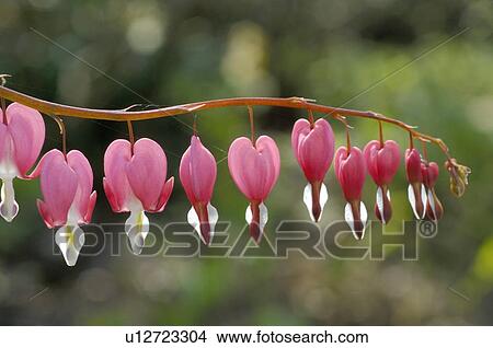 Picture - Bleeding heart. Fotosearch