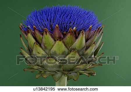 Bloom of an artichoke View Large Photo Image Stock Photography - Bloom of an artichoke. Fotosearch