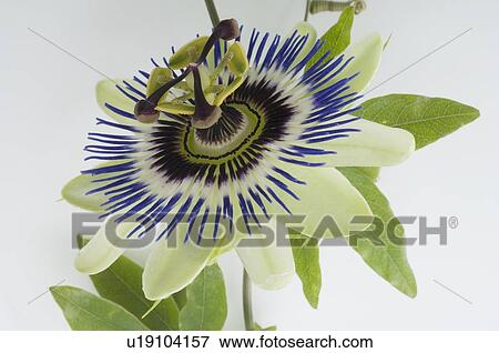 Stock Photo - Bloom of passion flower. Fotosearch