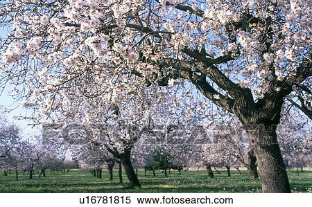 blooming almond tree View Large Photo Image Stock Photography - blooming almond tree. Fotosearch