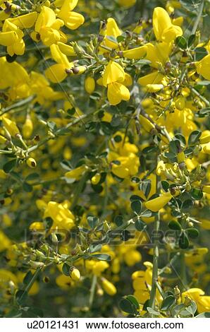 Blooming common gorse View Large Photo Image Stock Image - Blooming common gorse. Fotosearch
