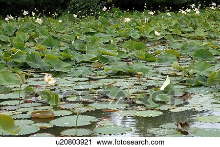 Blooming water lilies on water View Large Photo Image Stock Image - Blooming water lilies on water. Fotosearch