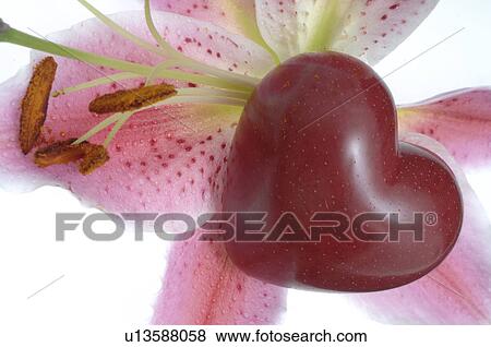 Blossom and a dark red heart View Large Photo Image Stock Photo - Blossom and a dark red heart. Fotosearch